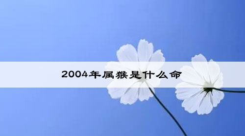 2004年属猴是什么命