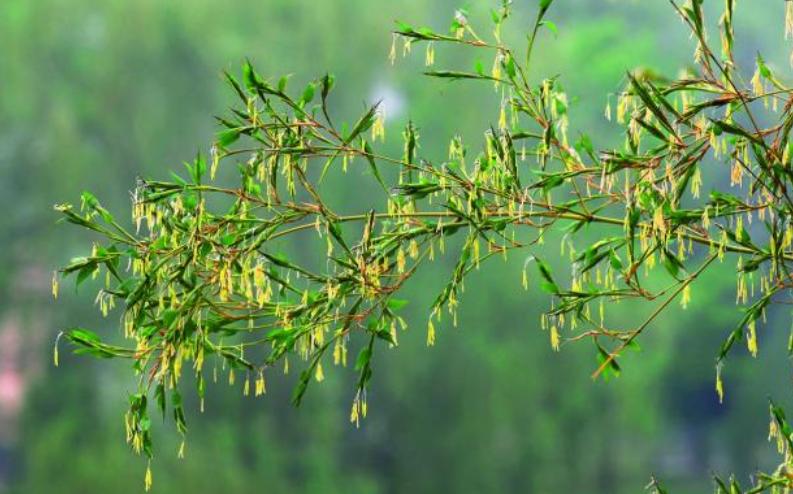 中国风水大师秦阳明讲解家里的竹子开花了预示什么